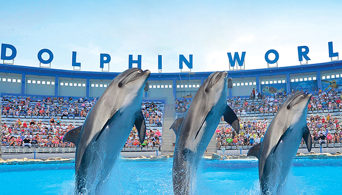 Dolphin Show Trip From Hurghada