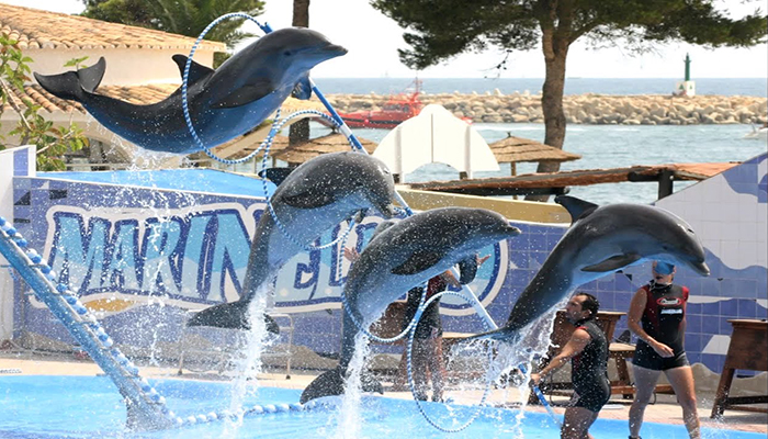 Dolphin Show Trip From Hurghada