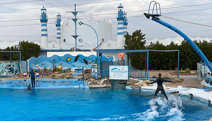 Dolphin Show Trip From Hurghada