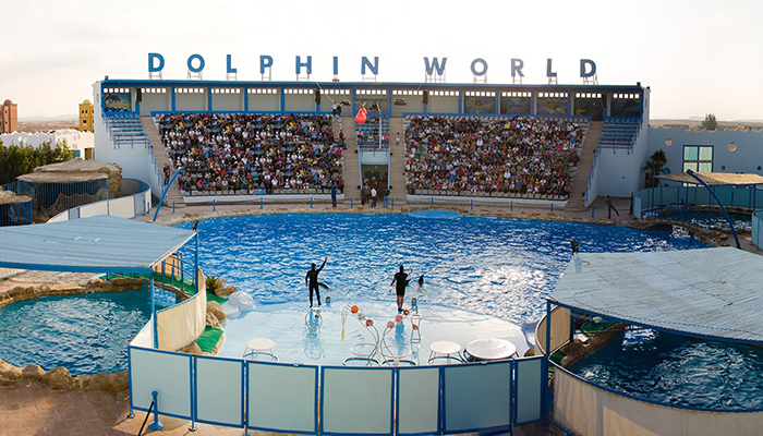 Dolphin Show Trip From Hurghada